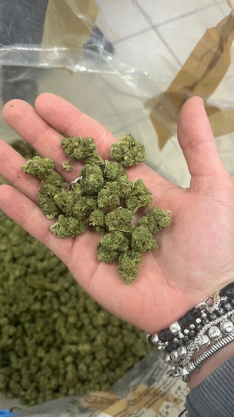 CBD Kanapių Žiedai BUBBA KUSH – Gili Ramybė ir Žemės Aromatai (Maži Žiedai)